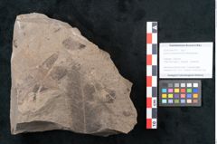 Foto (Objekt + Etikett) von Quercus pseudolonchitis Ettingshausen (NHMW-GEO-2024-0188-7977)